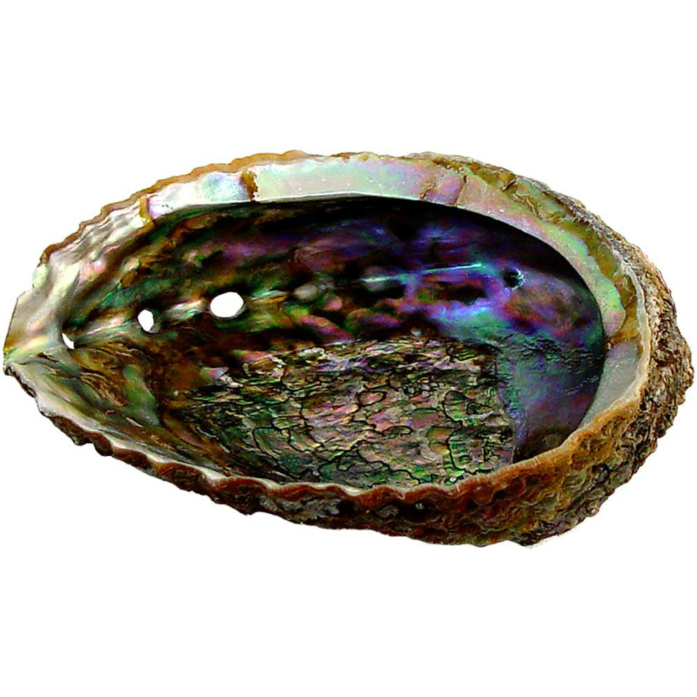 Large Abalone Shell for Smudging Sacred Space and Burning Incense